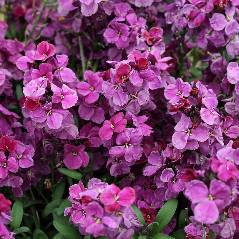 dt-brown FLOWER PLANTS Wallflower Sugar Rush Purple Bicolour F1 Plants