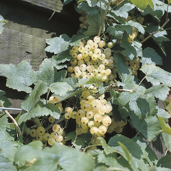 Whitecurrant Fruit Plant Blanka