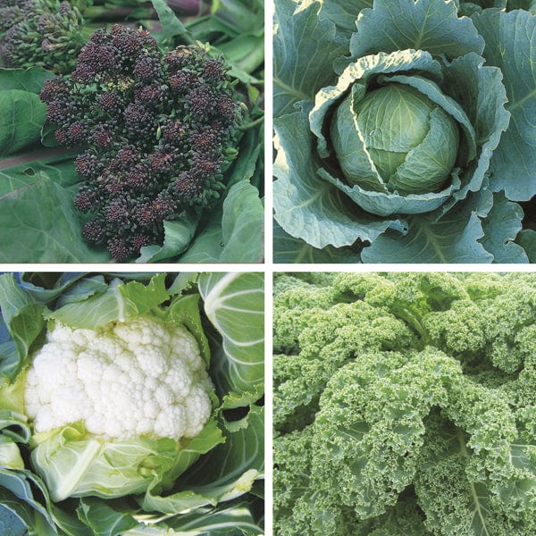 dt-brown VEGETABLE PLANTS Winter Greens Brassica Plant Collection
