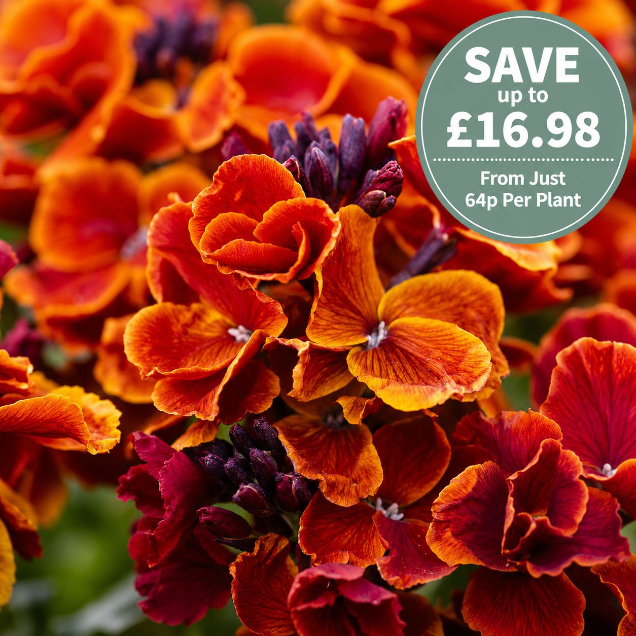 Wallflower Fire King Flower Plants