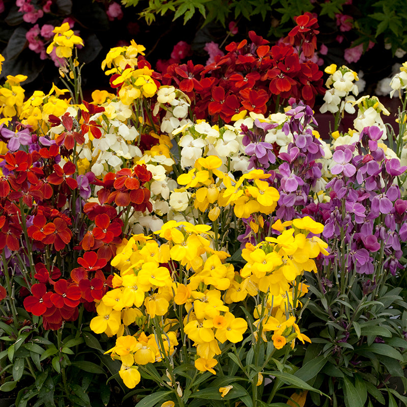 Wallflower Sugar Rush Mixed F1 Flower Plants