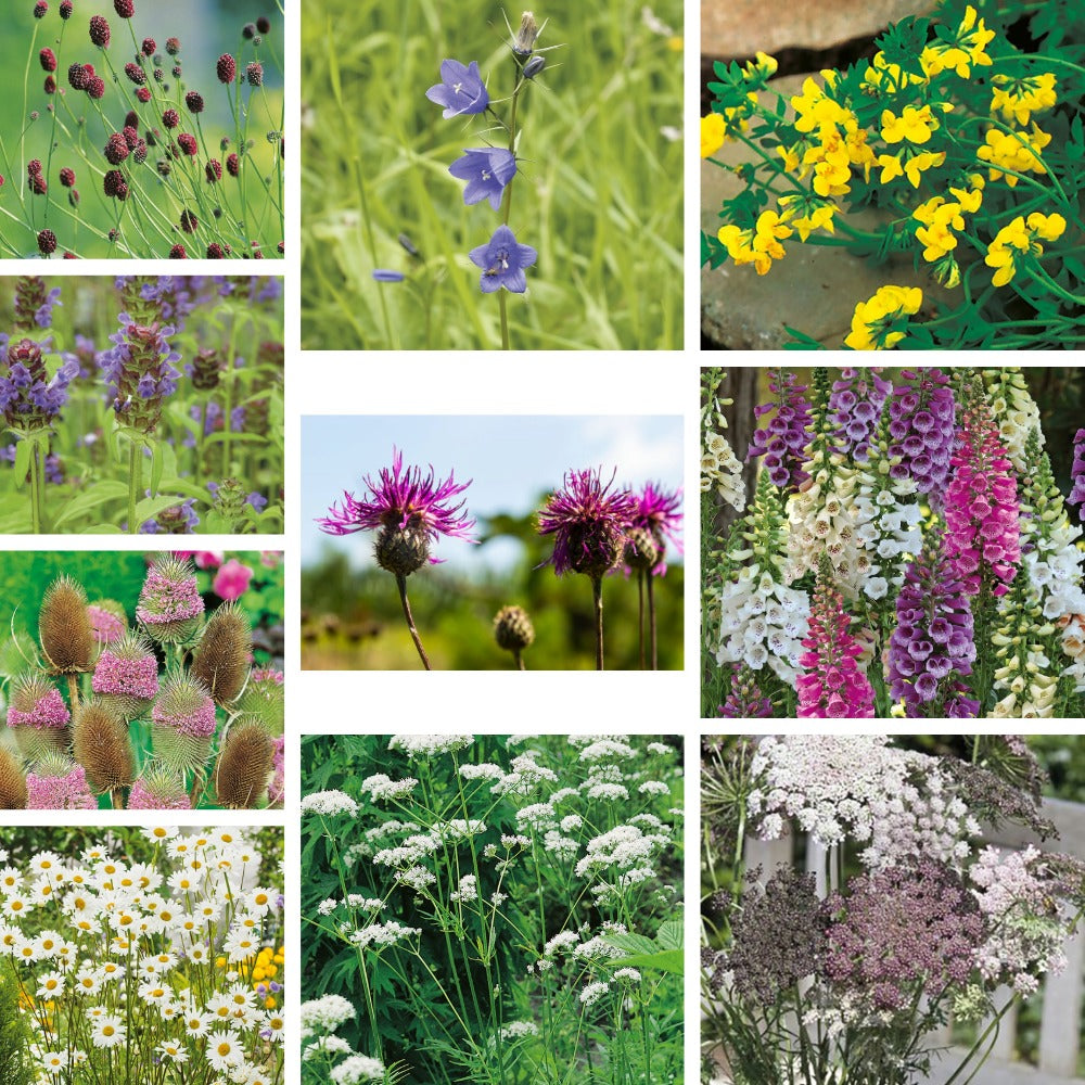 Collage of various flowers including purple, yellow, pink, and white.