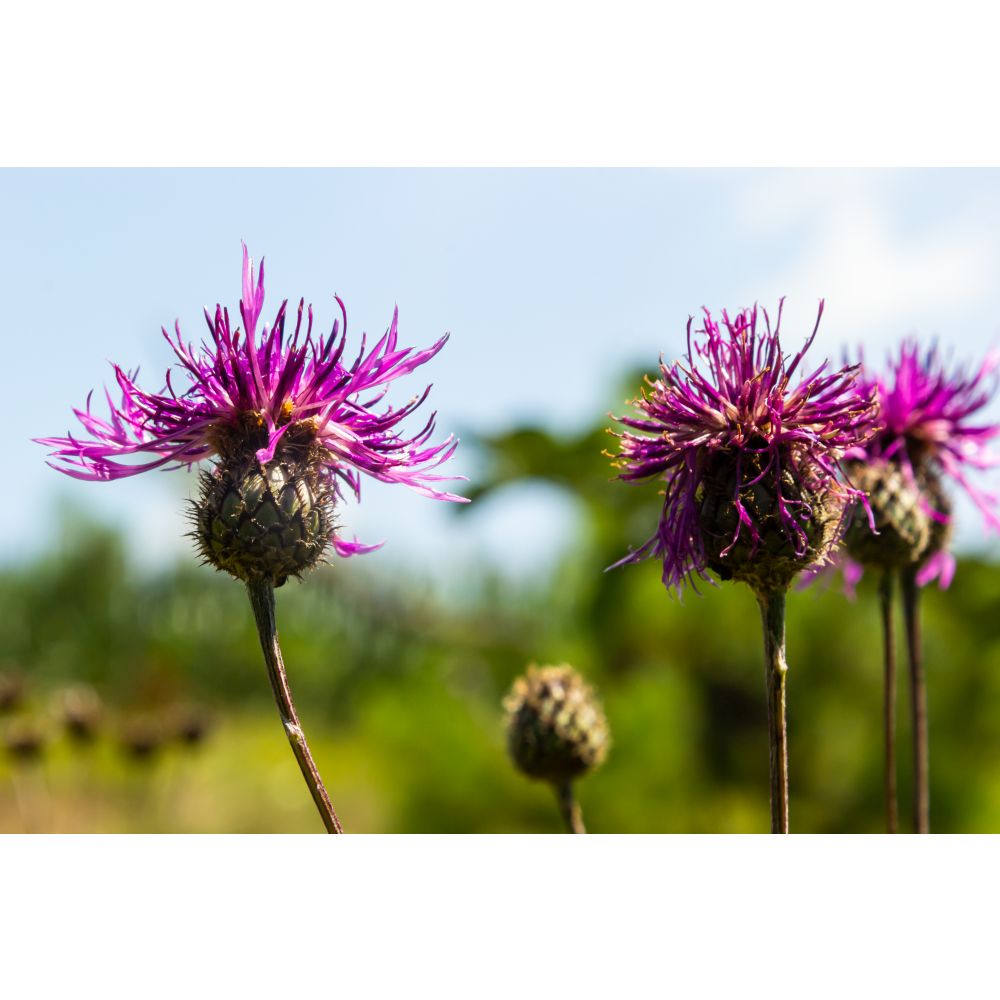 Wildflower Greater Knapweed Plants