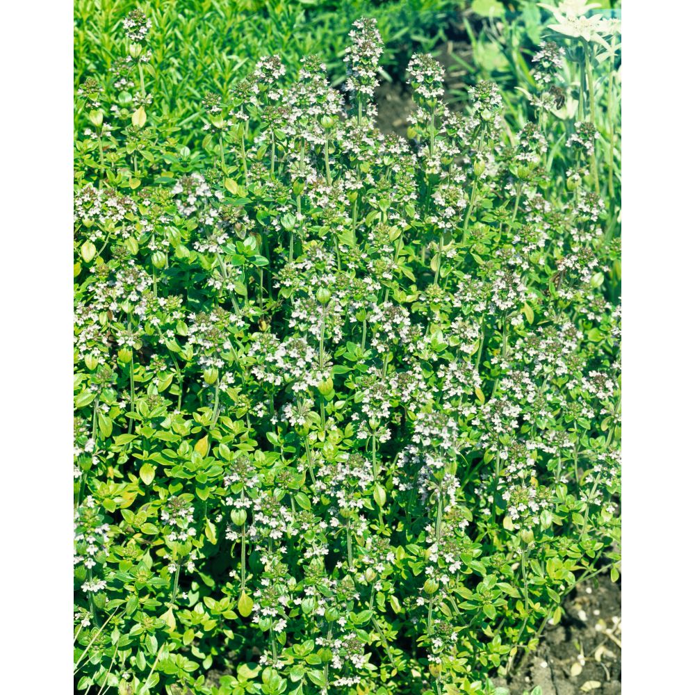 Winter Savory Herb Potted Plants