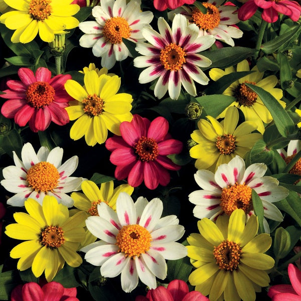 Zinnia Zahara Raspberry Lemonade Plug Plants