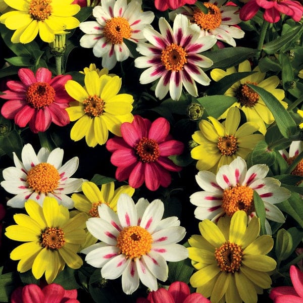 DT Brown FLOWER PLANTS Zinnia Zahara Raspberry Lemonade Mix F1