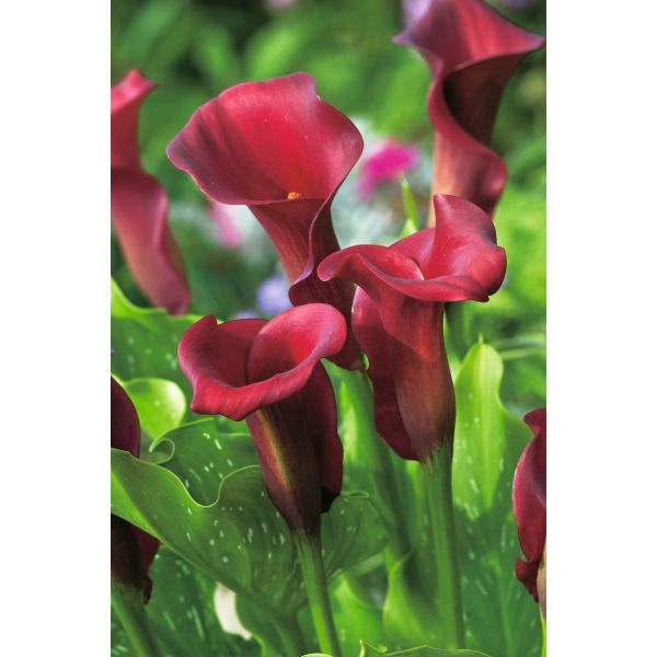 Zantedeschia Red Alert Flower Bulbs