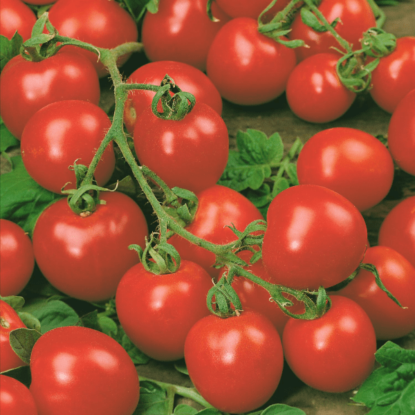 dt-brown VEGETABLE SEEDS Tomato Minibel Seeds