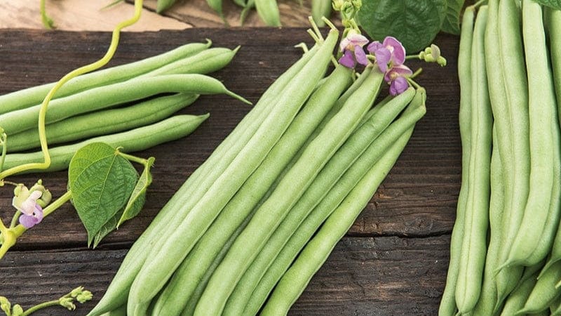 French Bean Rows How to Grow French Beans | D.T. Brown
