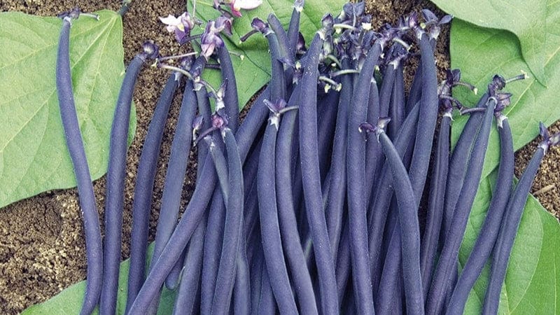 How To Grow French Beans D T Brown how-to-grow-french-beans-d-t-brown