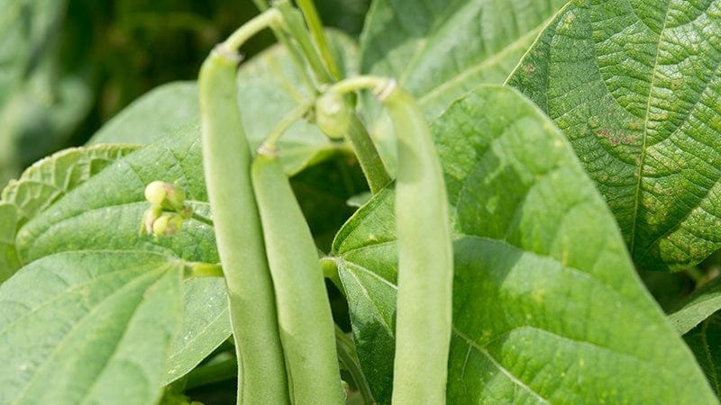 French Bean Rows How to Grow French Beans | D.T. Brown