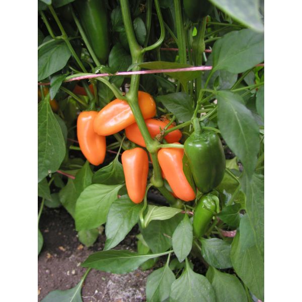 Pepper Hamik Seeds